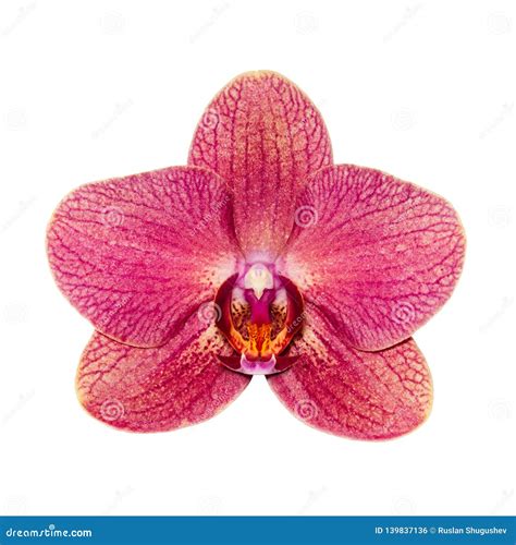 One Maroon Orchid Isolated on White Background Close-up Exotic Flower during Flowering - Image ...