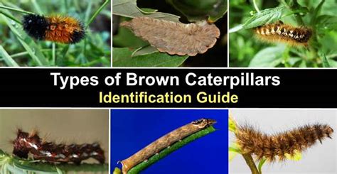 Garden Caterpillars Identification Australia | Fasci Garden