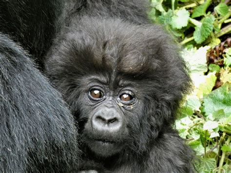 Baby Boom: Naming the gorillas of 2020 - Dian Fossey Gorilla Fund