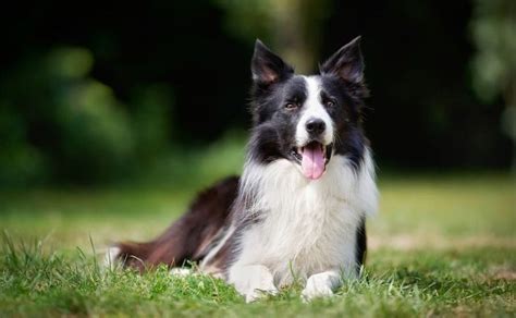 Top Border Collie Names – [785+ Ideas For Your Pup]