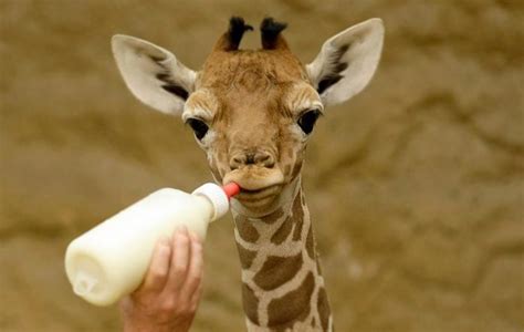 Baby giraffe facts and what to expect from April the giraffe’s newborn – Metro US