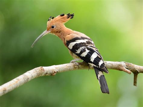 Exotic birds of Britain | Rare and unusual birds to look out for - Saga