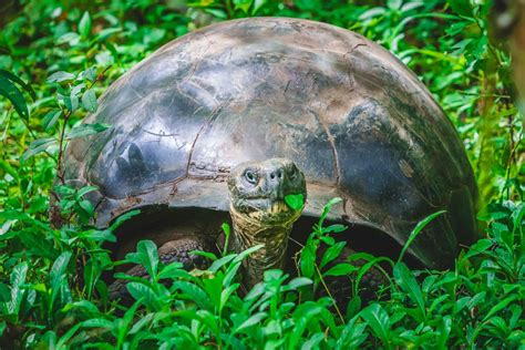 Unique Galapagos Islands Animals in Photos | BM Global News