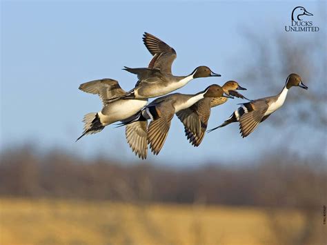 Ducks Unlimited Hunting Wallpaper