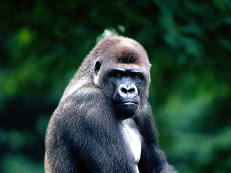 Western Lowland Gorilla