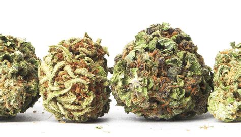 20 Cannabis Strains High In THC – The Chill Bud