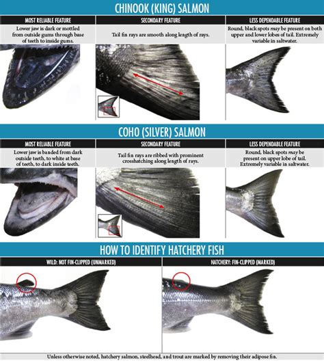 Chinook & Coho Salmon Identification - Oregon Fishing | eRegulations