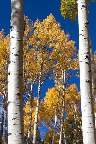 Poplar & Aspen Trees - All the secrets you need to know - Tree Secrets