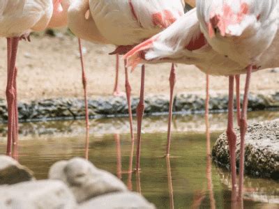 Flamingo Adaptations – All You Need To Know