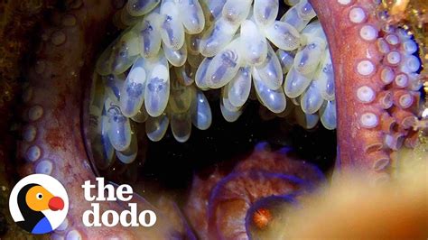 Mama Octopus Waits Patiently For Her Eggs To Hatch | The Dodo Wild Hearts - YouTube