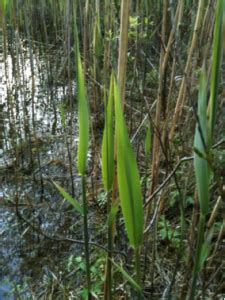 Insects | Wetlands