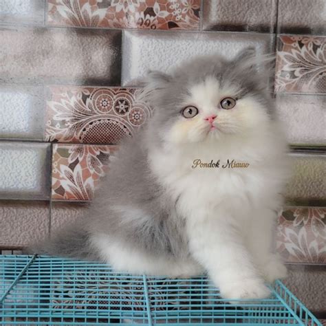 Jual Kucing Persia Anak Kucing Flatnose Blue Silver Simetris Peaknose ...