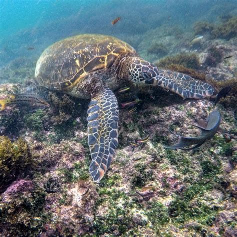 Green sea turtle close up | benh1981