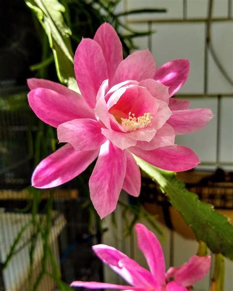 Blooming orchid cactus : r/cactus