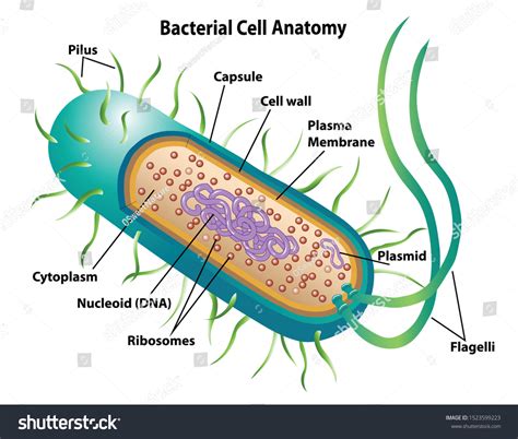 Bacterial Cell Diagram Without Labels