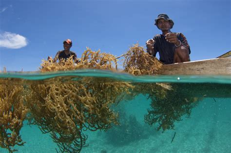 Seaweed Farming Information and Guides to Build Them - Fresh Seaweed Suppliers, Seaweed ...