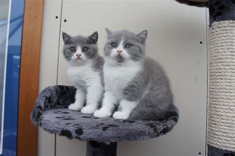 2 Blue & White British Shorthair Kittens | Blackburn, Lancashire ...