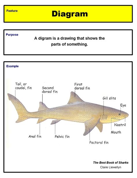 [DIAGRAM] First Grade Diagram On Text Features - MYDIAGRAM.ONLINE