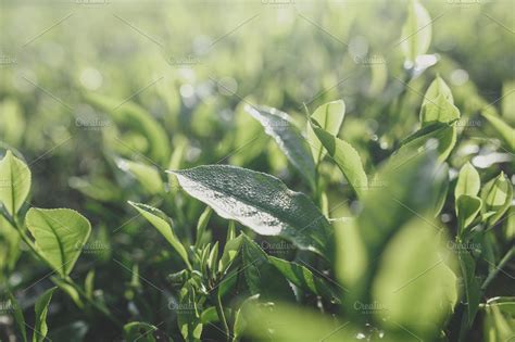 Green Tea leaves ~ Nature Photos ~ Creative Market