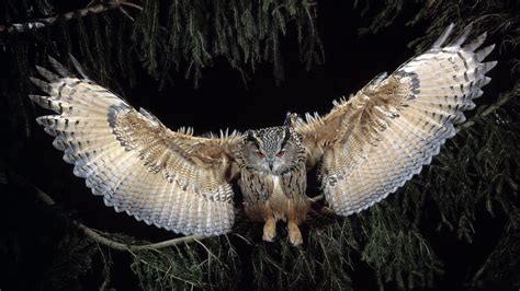 Great Horned Owl Wallpaper,HD Birds Wallpapers,4k Wallpapers,Images,Backgrounds,Photos and Pictures