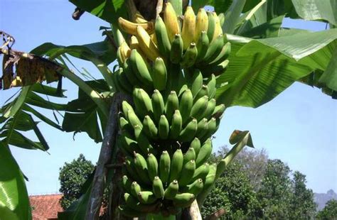 3 Jenis Pohon Pisang yang Mudah Ditanam di Halaman Rumah