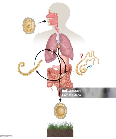 Ascaris Lumbricoides Life Cycle High-Res Vector Graphic - Getty Images