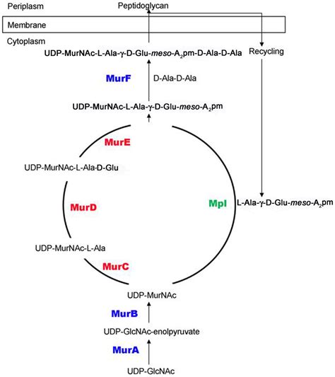 Bacterial cell wall peptidoglycan synthesis. Schematic pathway of cell... | Download Scientific ...