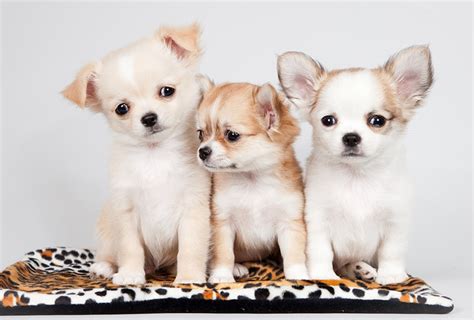 Chihuahua Puppies Wallpaper