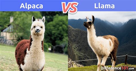 Alpaca vs Llama