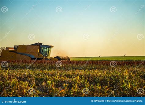 Harvest Sorghum Planting Field Stock Photo - Image of cultivate, green: 96907326