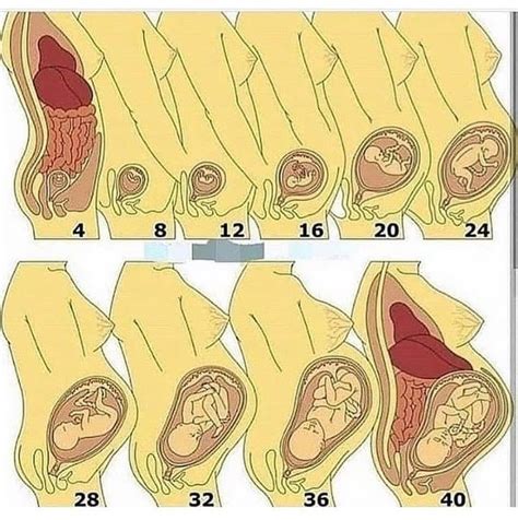 Body Anatomy, Human Anatomy, Target Style, Baby Gender Prediction, Body Massage Techniques ...