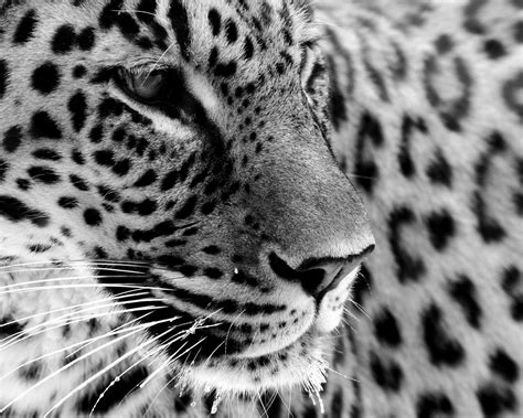 White Jaguar Wallpapers - Top Free White Jaguar Backgrounds - WallpaperAccess