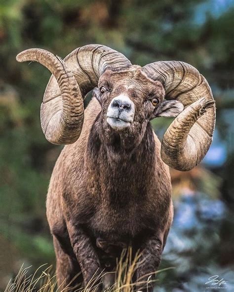 Nature on Instagram: “Rocky Mountain Bighorn Sheep(Ovis Canadensis Canadensis). By ...