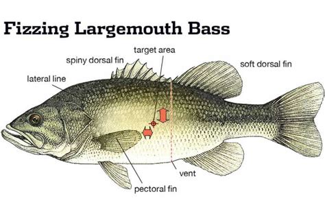 Blog - Largemouth Bass Anatomy