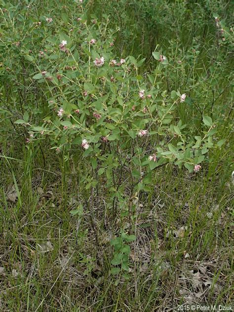 Symphoricarpos occidentalis (Wolfberry): Minnesota Wildflowers