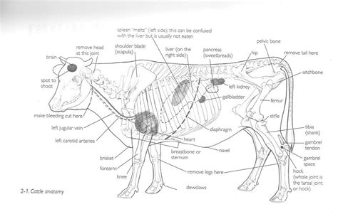 Cow Anatomy Diagram