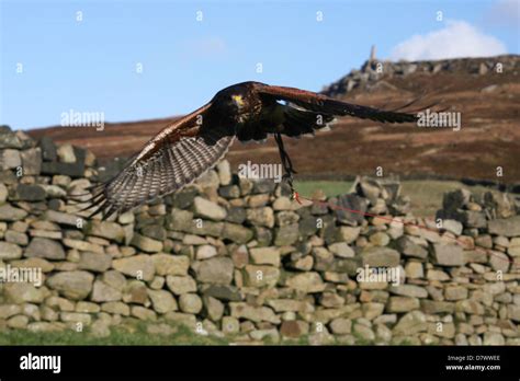 Harris Hawk Flying Stock Photo - Alamy