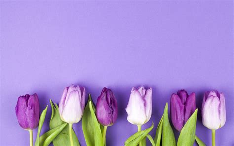 Purple Tulips Wallpapers - Wallpaper Cave