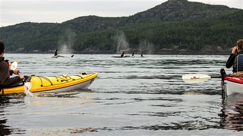 Enjoy 2015's Most Popular Kayak Tour with Orca Whales