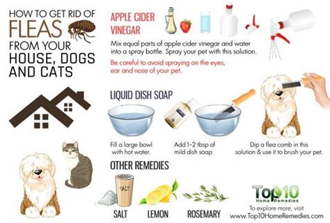 How to Get Rid of Fleas from Your House, Dogs and Cats | Top 10 Home Remedies