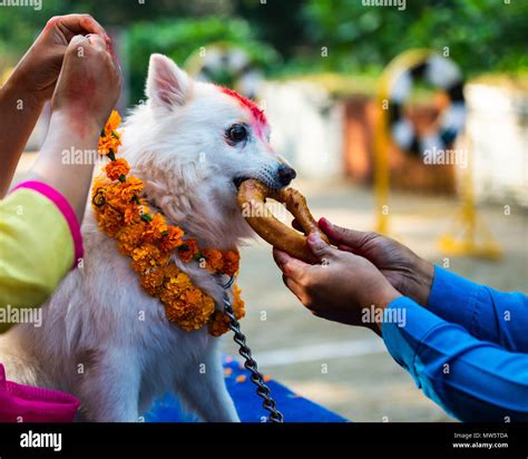 KATHMANDU, NEPAL - OCTOBER 29, 2016: Nepal police celebrates Kukur Tihar (dog festival) at ...