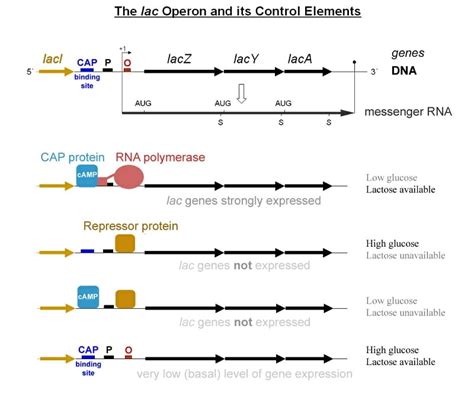 Lac Operon - Definition and Quiz | Biology Dictionary