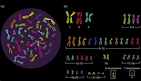 Chromosomes: Grade 9 Understanding for IGCSE Biology 3.15 3.32 | PMG ...