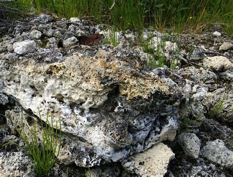 Atlin Tufa Plants — Canada (Ontario) Beneath Our Feet