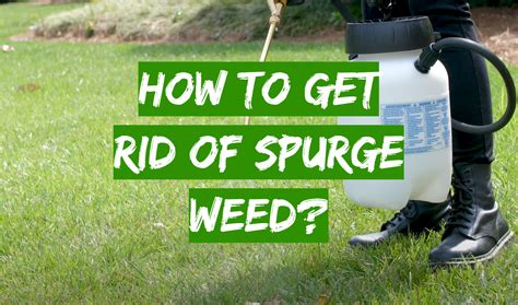 How to Get Rid of Spurge Weed? - Grass Killer