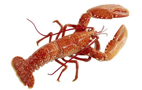 Lobster png by AbsurdWordPreferred on DeviantArt