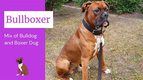 Bulldog Boxer Mix