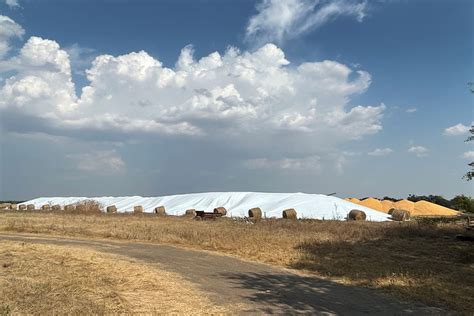 Central Texas corn farmers running out of storage - Texas Farm Bureau