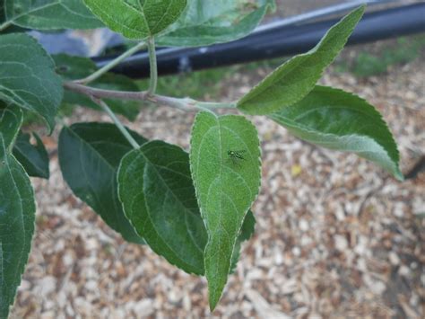 Apple trees and insects - General Fruit Growing - Growing Fruit