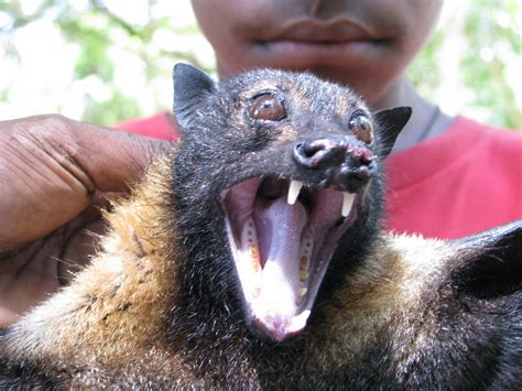 Flying fox face | Spectacled flying fox pteropus conspicilla… | Flickr